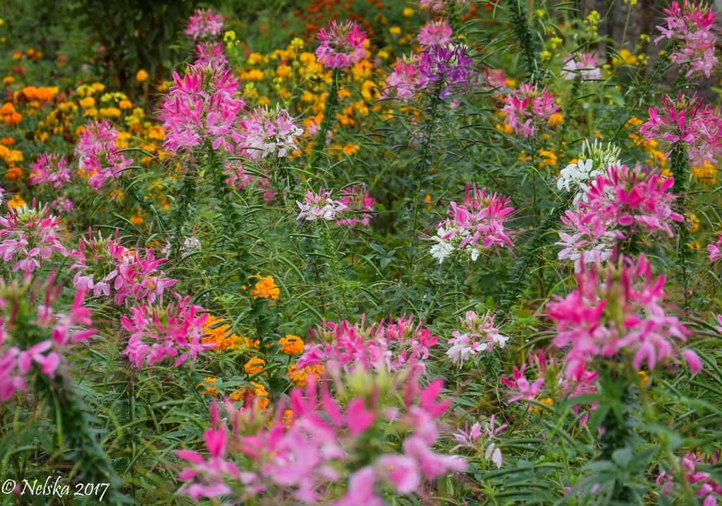 DSC_0105.jpg