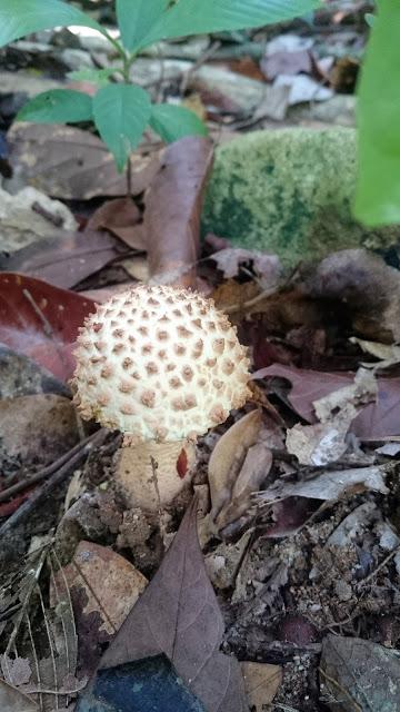 DSC_1726.jpg