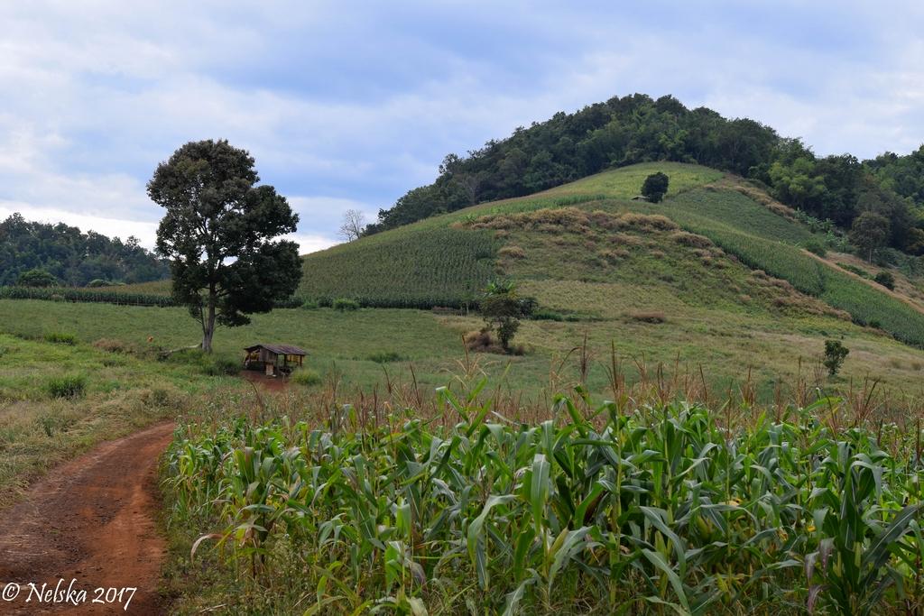 DSC_50.jpg