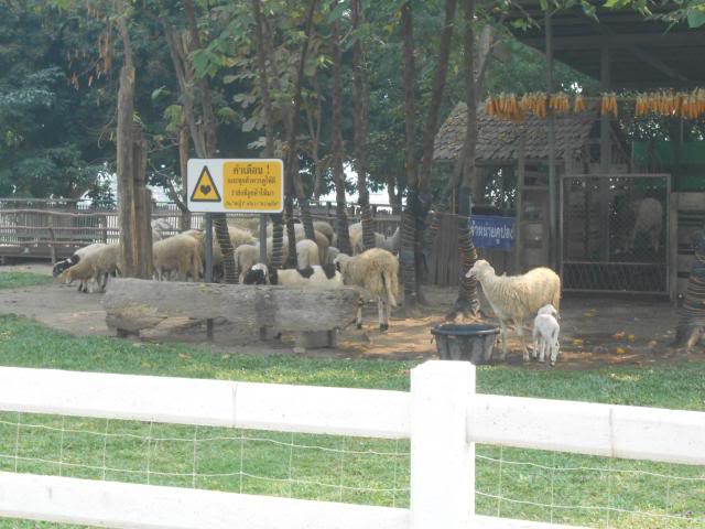 DSCN2375.jpg