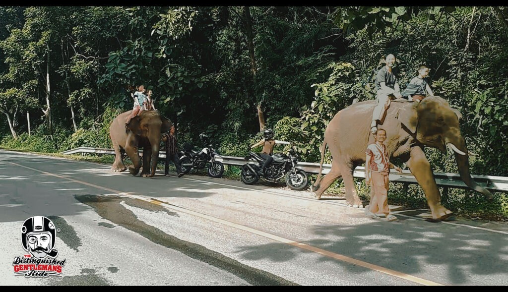 elephant-1024x589.jpg