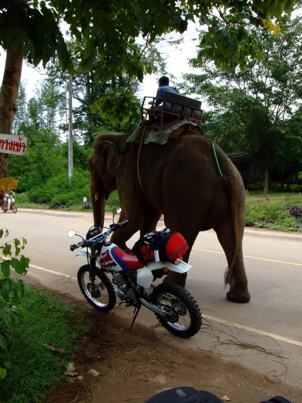 elephant.jpg