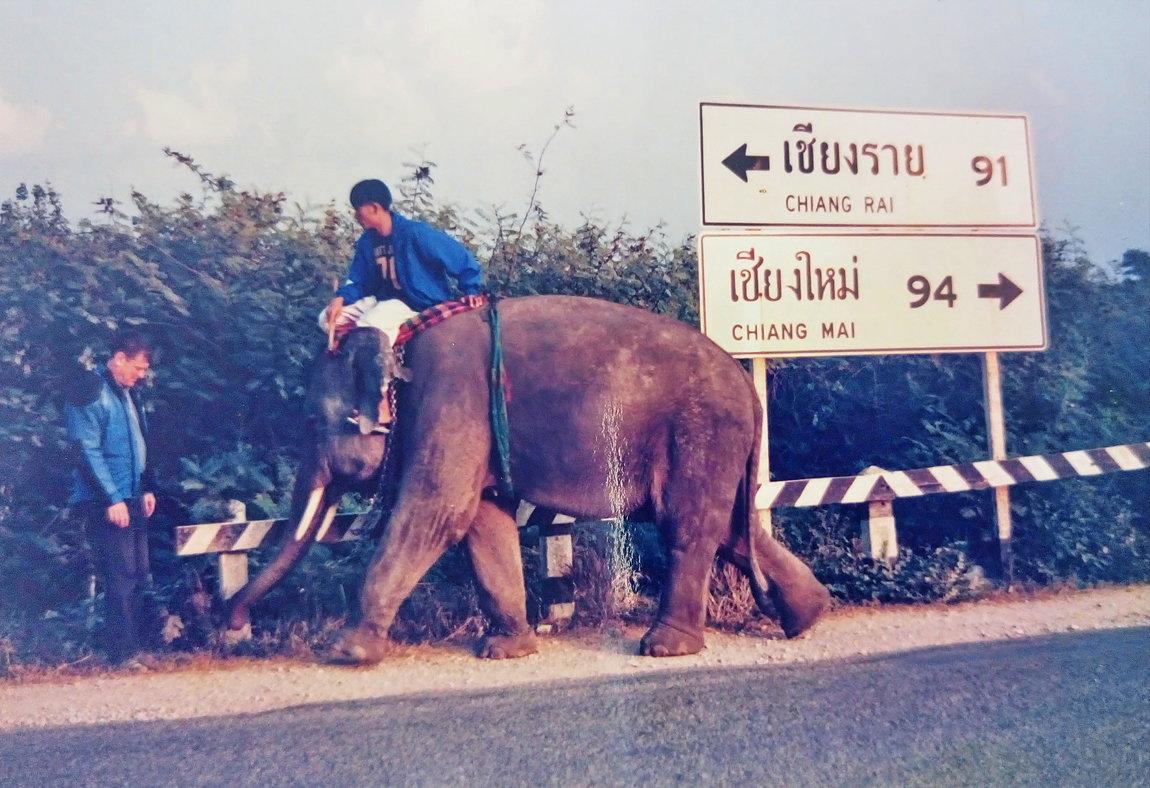 Elephants at the jucntion.JPG