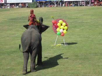 Elephanttricks.jpg
