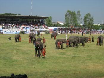Elephanttricks1.jpg