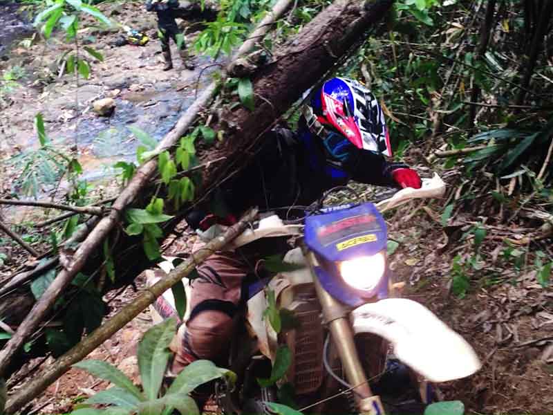 enduro-tours-cambodia-tree.jpg