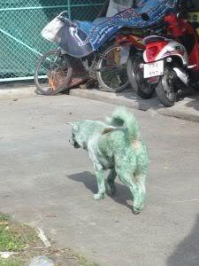 eventhedogsdressup.jpg