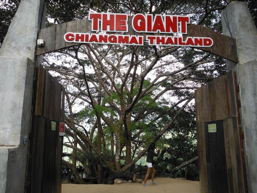 giant chiang mai (1).JPG