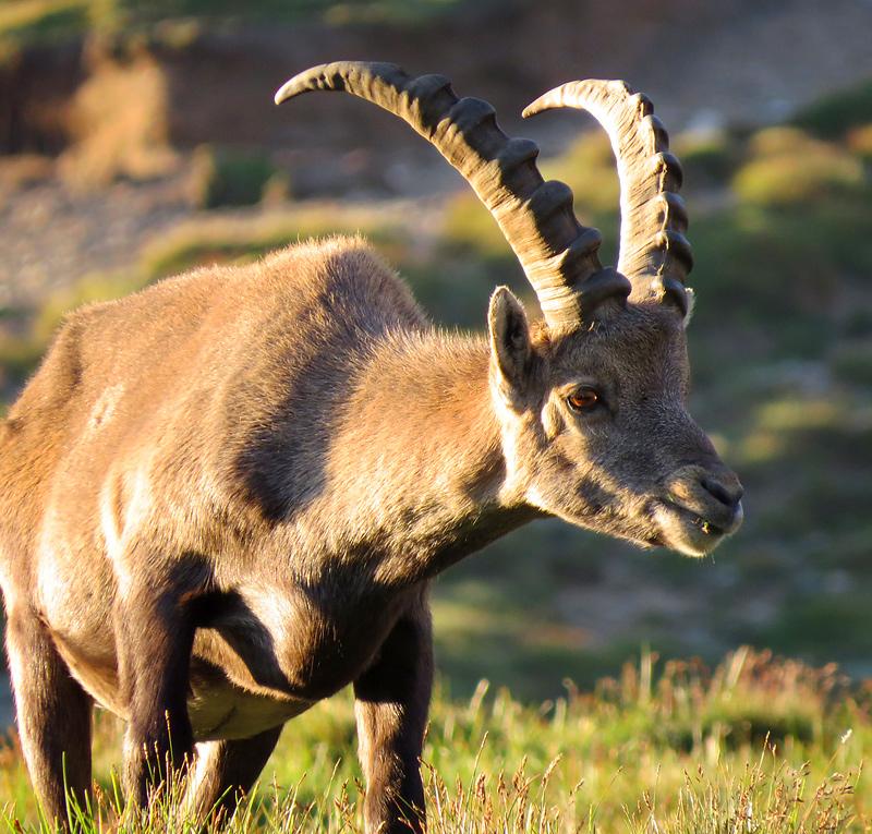 grossglockner-ibex.jpg