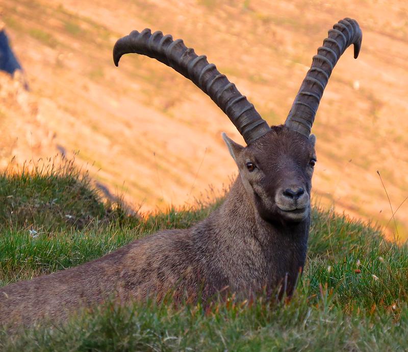 grossglockner-ibex-look.jpg