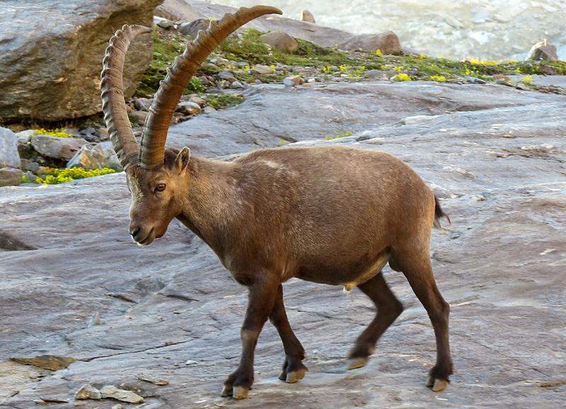 grossglockner-ibex-walk.jpg