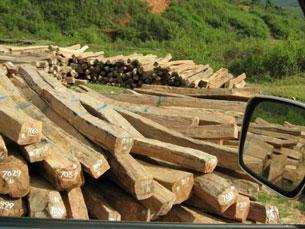 Illegal-Logging-1-305.jpg