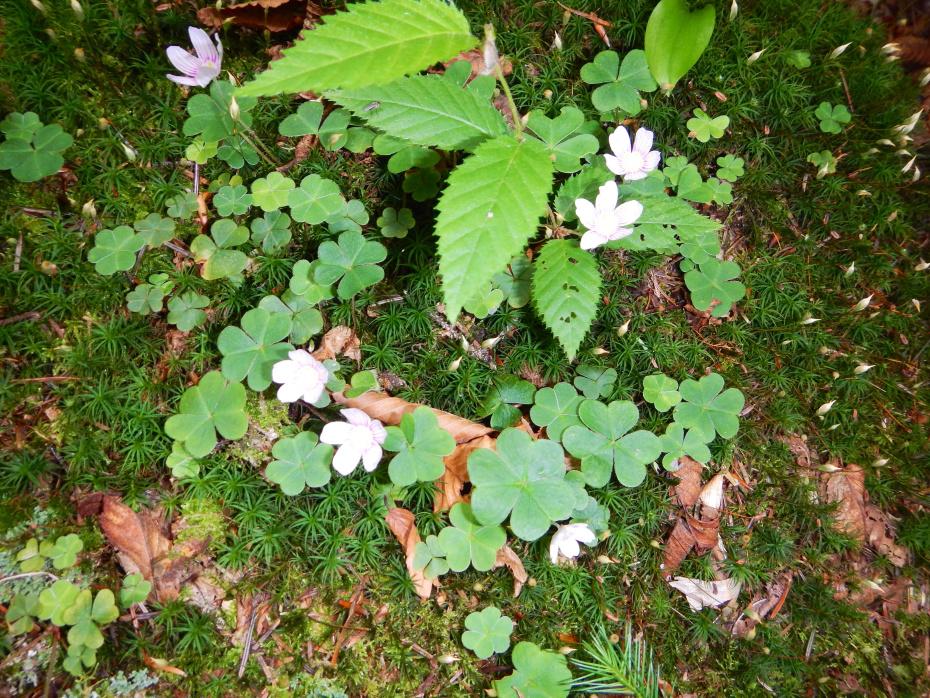 image55.jpg