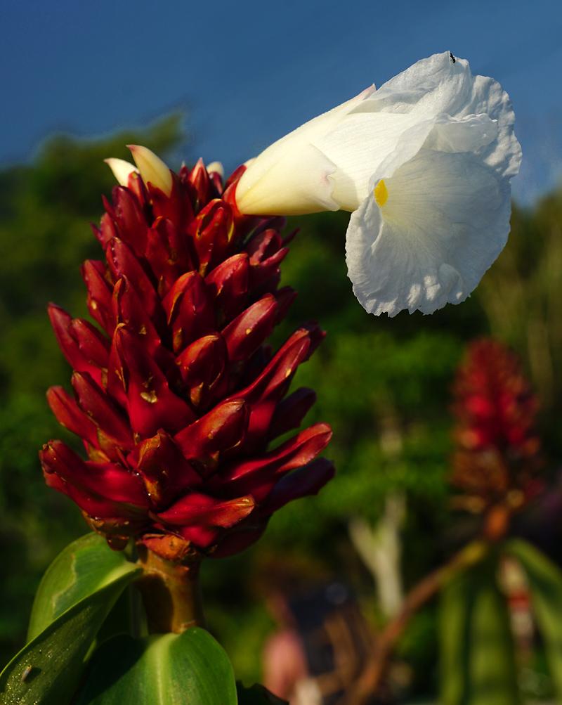 khao-sok-flower-dd.jpg