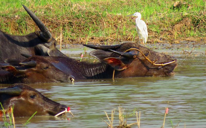koh-yao-noi-buffalo-dd.jpg
