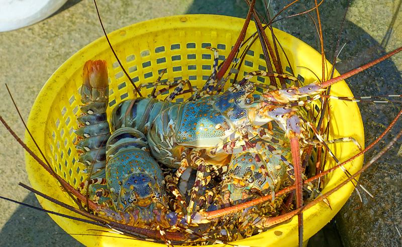 koh-yao-noi-lobster-2dd.jpg