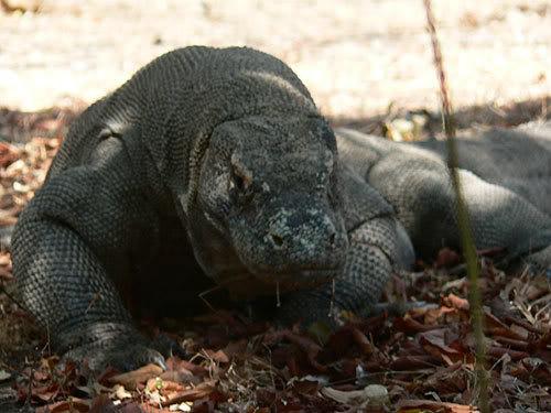 komodo15.jpg