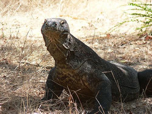 komodo16.jpg