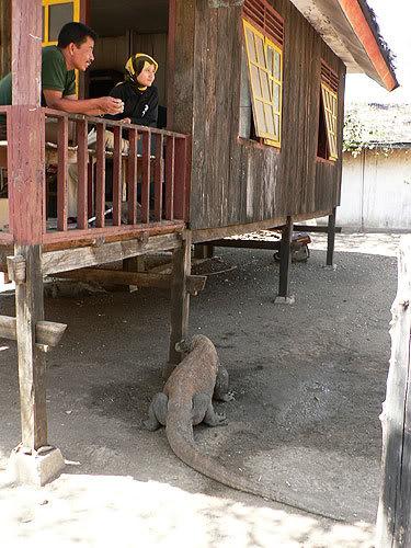 komodo17.jpg