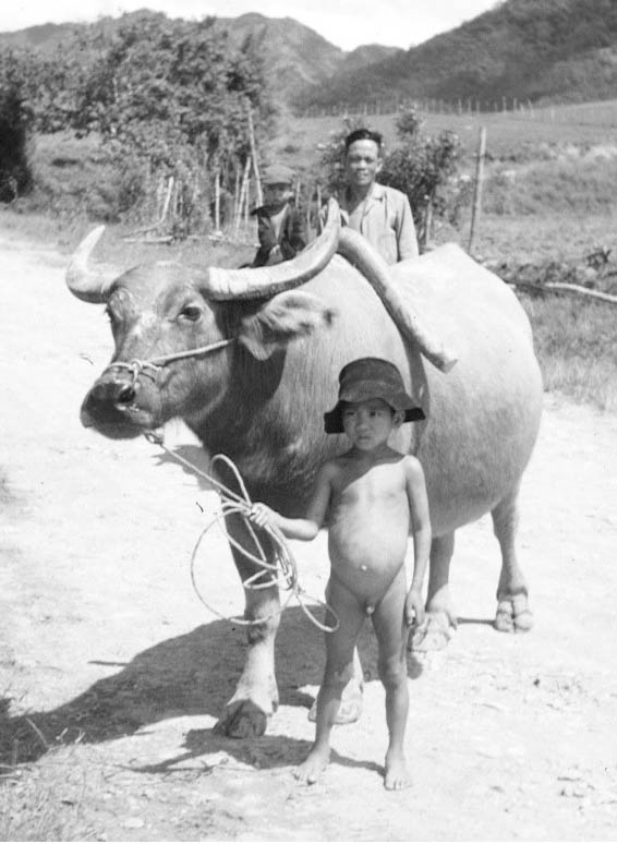 Laos Plain of Jars Family Water Buffalo.jpg