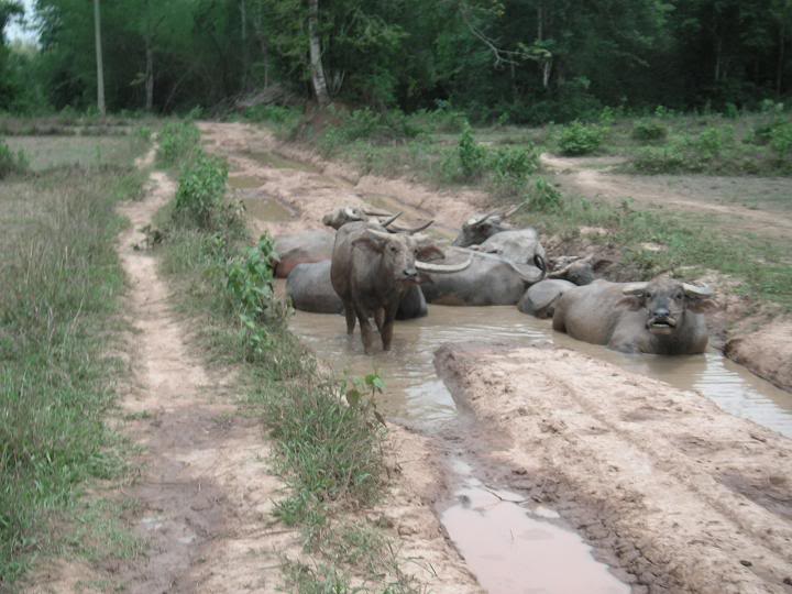 laos200929.jpg