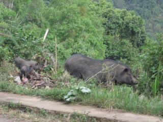 Laos2010Peters184.jpg