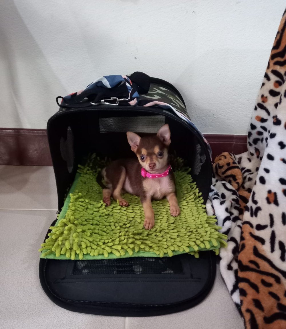 Lola puppy.jpg