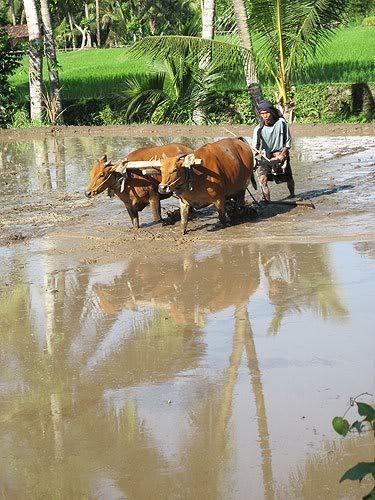 lombok43.jpg