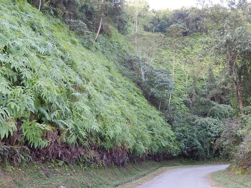 LuangPrabangNongKhiew51.jpg
