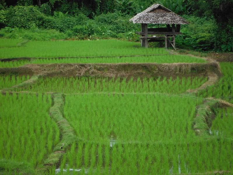 MaeSot-MaeSarieng13.jpg