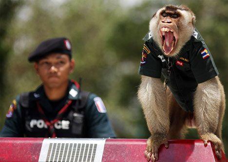 monkey-police-howling.jpg