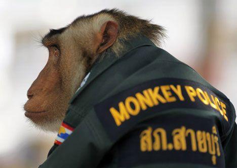 monkey-police.jpg