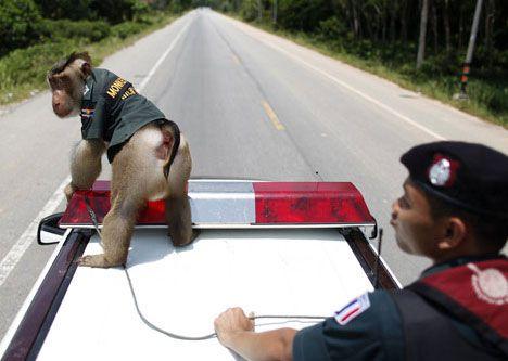 monkey-police-on-car.jpg