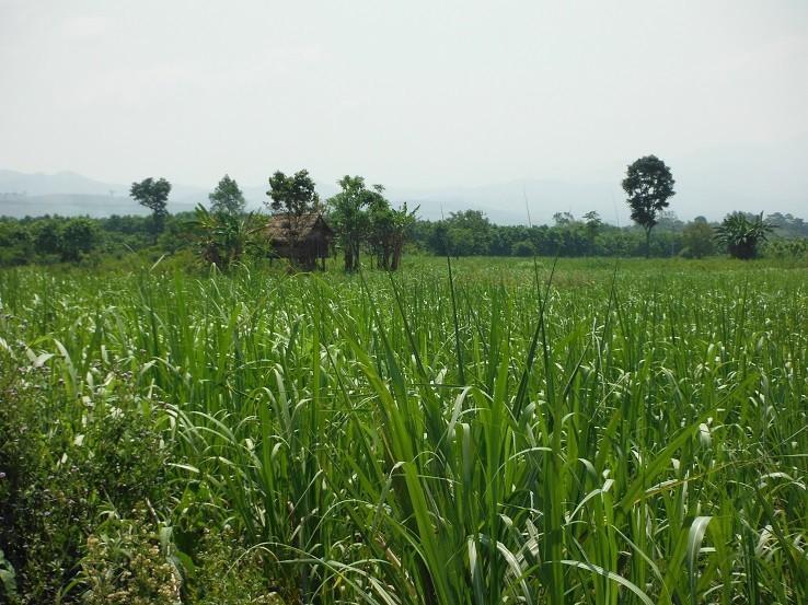 MuangSingLaosMarketMotorcycle24.jpg