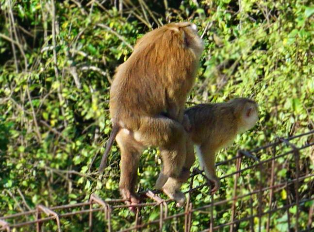 phuket-monkey-fuck-aa.jpg