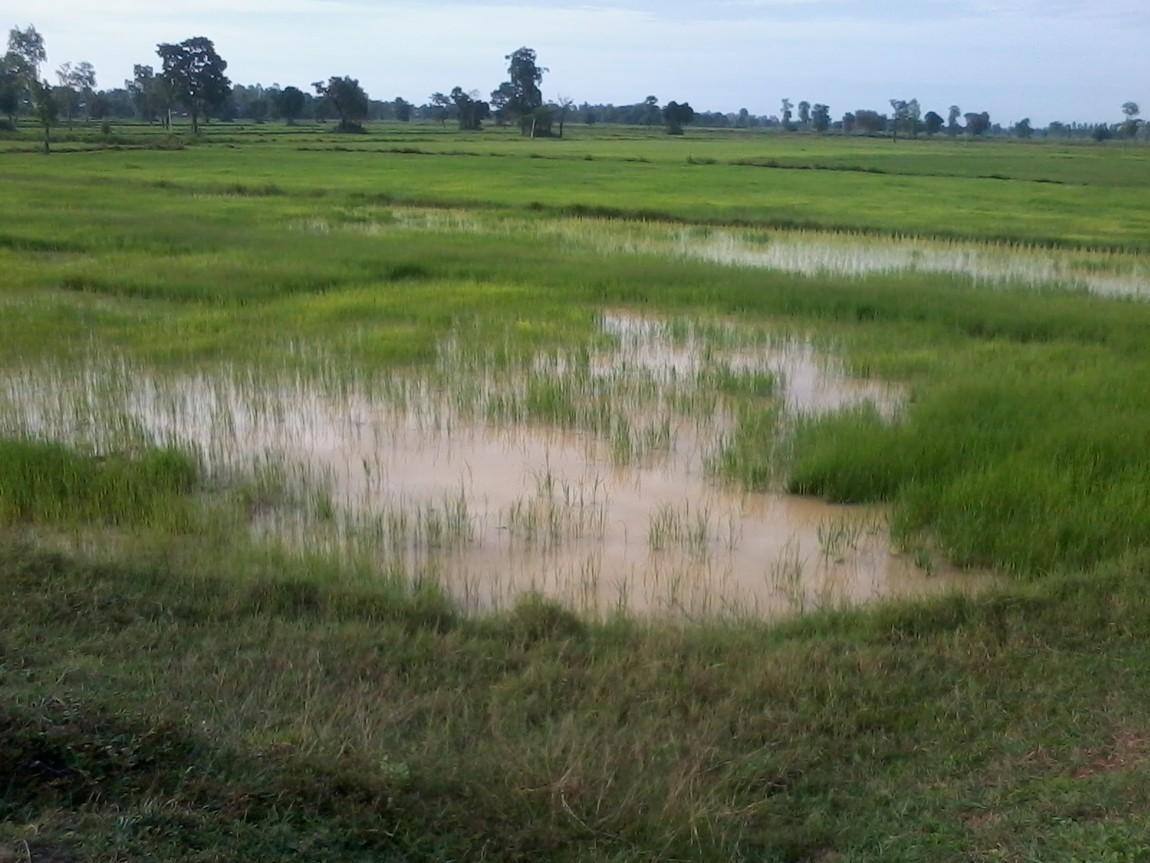 Rice-Fields.jpg