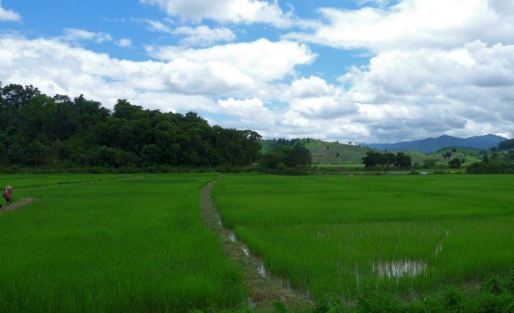 rice-paddies-1.jpg