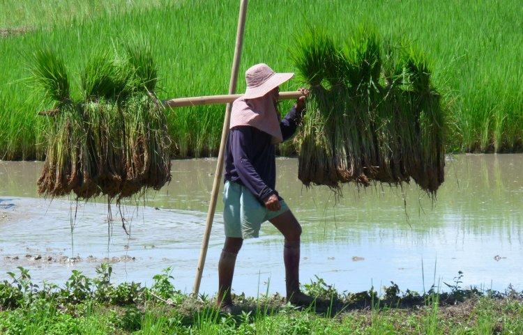 rice-paddies-2.jpg