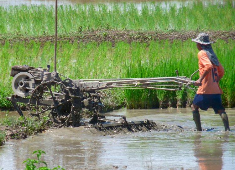 rice-paddies-3.jpg