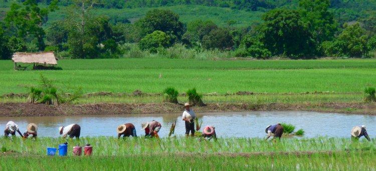 rice-paddies-3a.jpg