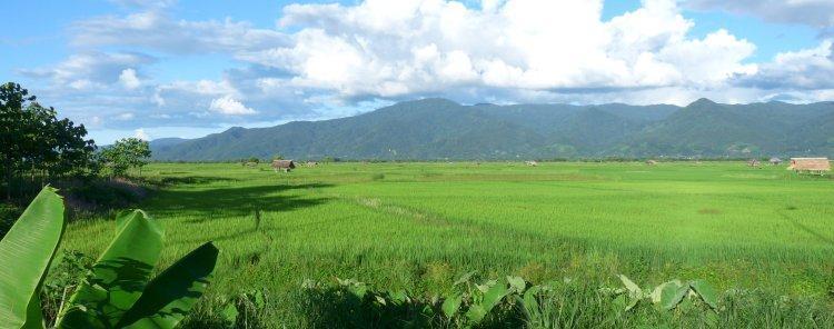 rice-paddies-4.jpg