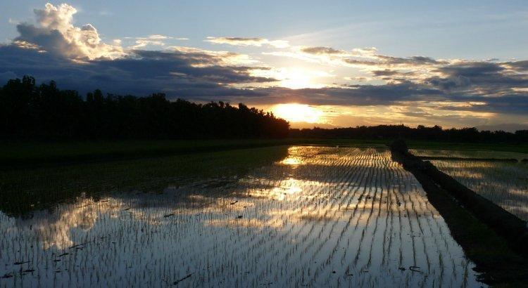 rice-paddies-54.jpg