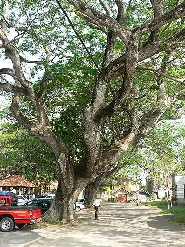 srilanka41.jpg