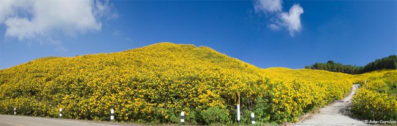 SunflowerPano1LR.jpg