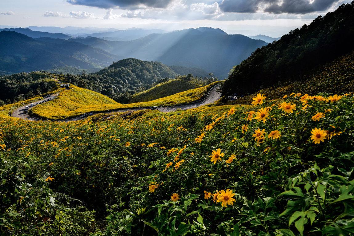 sunflowers-doi-mae-u-kho-khun-yuam.jpg