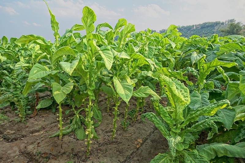 tabaco-plant-small.jpg