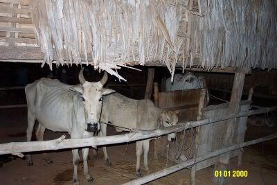Takeo-cattle.jpg