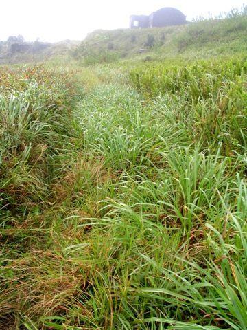 tall-grass-path.jpg