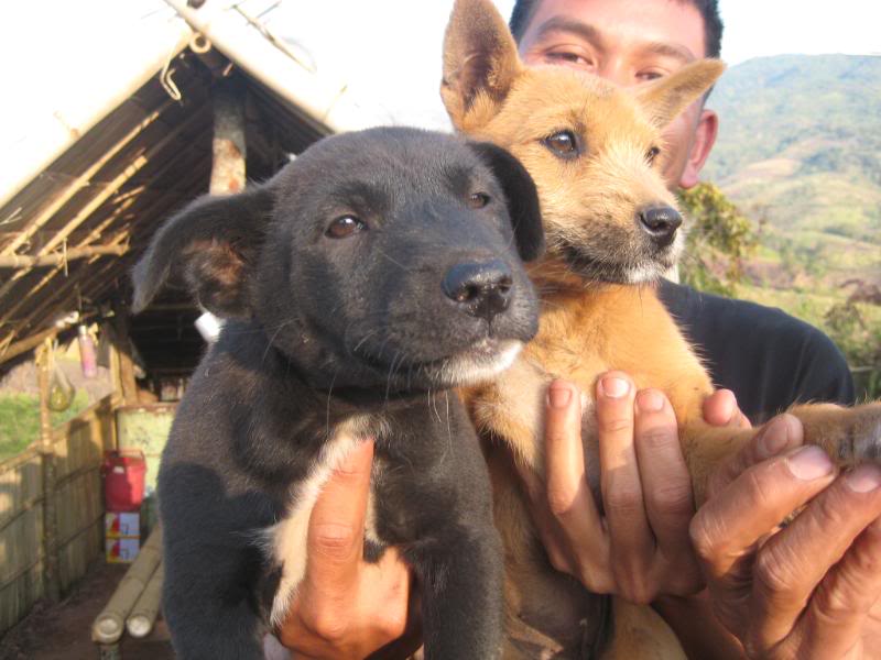 thailand825.jpg