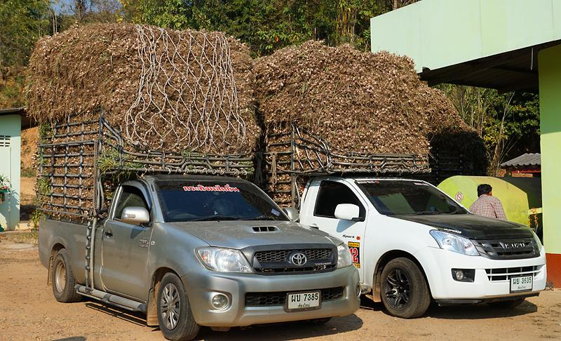 thaton-garlic-pickup-1-small.jpg